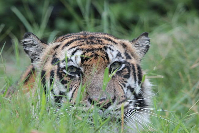 Sumatran tiger/Nyonyofoto, CC via Wikimedia Commons